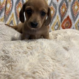 Dachshund Puppies from Teenie Little Hearts