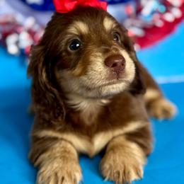Peaches(2800) - Chocolate and cream female Dachshund puppy in Augusta, Arkansas from Savvy-Dee's Dachshunds