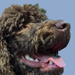 JAC - Poodle