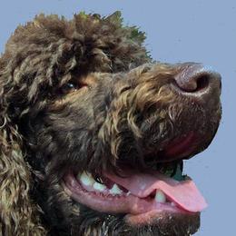 JAC - Poodle