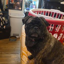 Pug All Grown Up from Kapelac's Royal Pugs