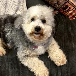 Haseley - Bernedoodle