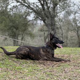 Dutch Shepherd puppies from The Canine Ranch
