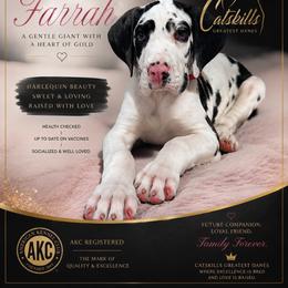 Farrah - Harlequin female Great Dane puppy in Liberty, New York from Catskills Greatest Danes