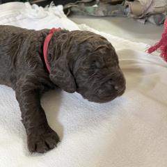 Boykin Spaniel Puppies from Sunstar Kennel