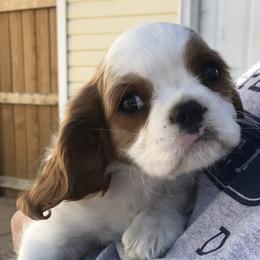 Cavalier King Charles Spaniel Puppies from Christina’s Cavaliers