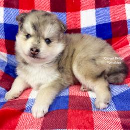 Hudson - Merle male Pomsky puppy in Sheffield, Iowa from Clover Ridge Pomskies