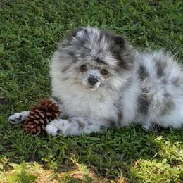 Finn - Blue merle male Pomeranian puppy in North Port, Florida from POMRITA POM’S