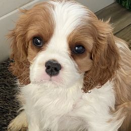 Cavalier King Charles Spaniel Puppies from Bella Fleur Cavaliers