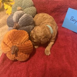 Boy6 - Brown male Poodle puppy in Detroit, Michigan from Pretty Spoiled Spoos llc