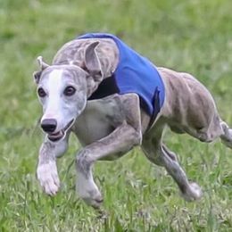 Whippet puppies from Liberty Whippets