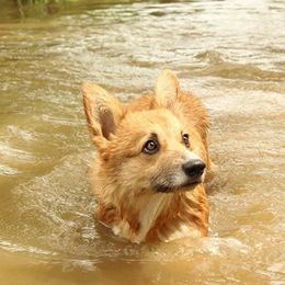 Salted Rims Elbie - Red female Pembroke Welsh Corgi puppy in Lewisberry, Pennsylvania from Salted Rim Corgis