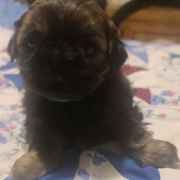 Boy 1 - Brindle male Shih Tzu puppy in Belleville, Michigan from Patricia's Heavenly Earth Angels