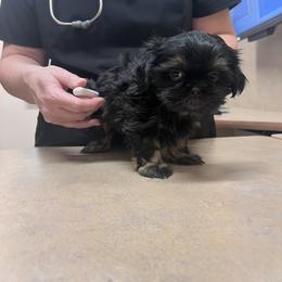 Shih Tzu Puppies from Jodi’s Shihtzus
