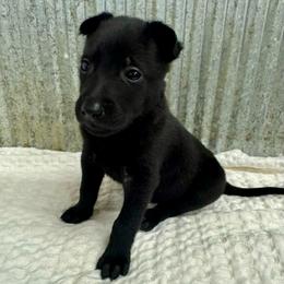 Light Blue - Black male Belgian Malinois puppy in Muskegon, Michigan from Red Acres Working Line K9s