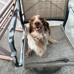 Buddy - Brindle male Dachshund puppy in Lakecreek, Oregon from Forever Doxie