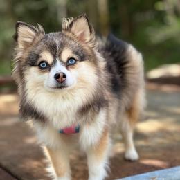 Penny - Pomsky
