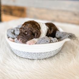 Poodle Puppies from LeBaron Standard Poodles