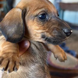 Rocket - Red male Dachshund puppy in Brave, Pennsylvania from Maple Moon Dachshunds