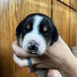Greater Swiss Mountain Dog Puppies from Woodland Swissie’s