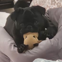 Archie - Pug