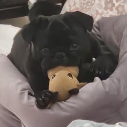 Archie - Pug