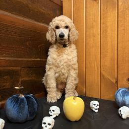Cortland - Cream male Poodle puppy in Dora, Missouri from Bear Cub Standard Poodles