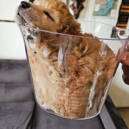 Poodle Puppies from Sankofa Kennel Club