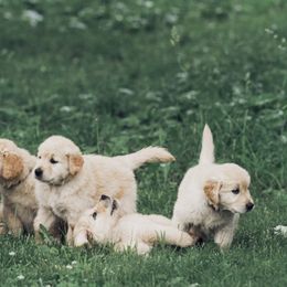 Golden Retrievers from Barb Felt's Golden Retrievers