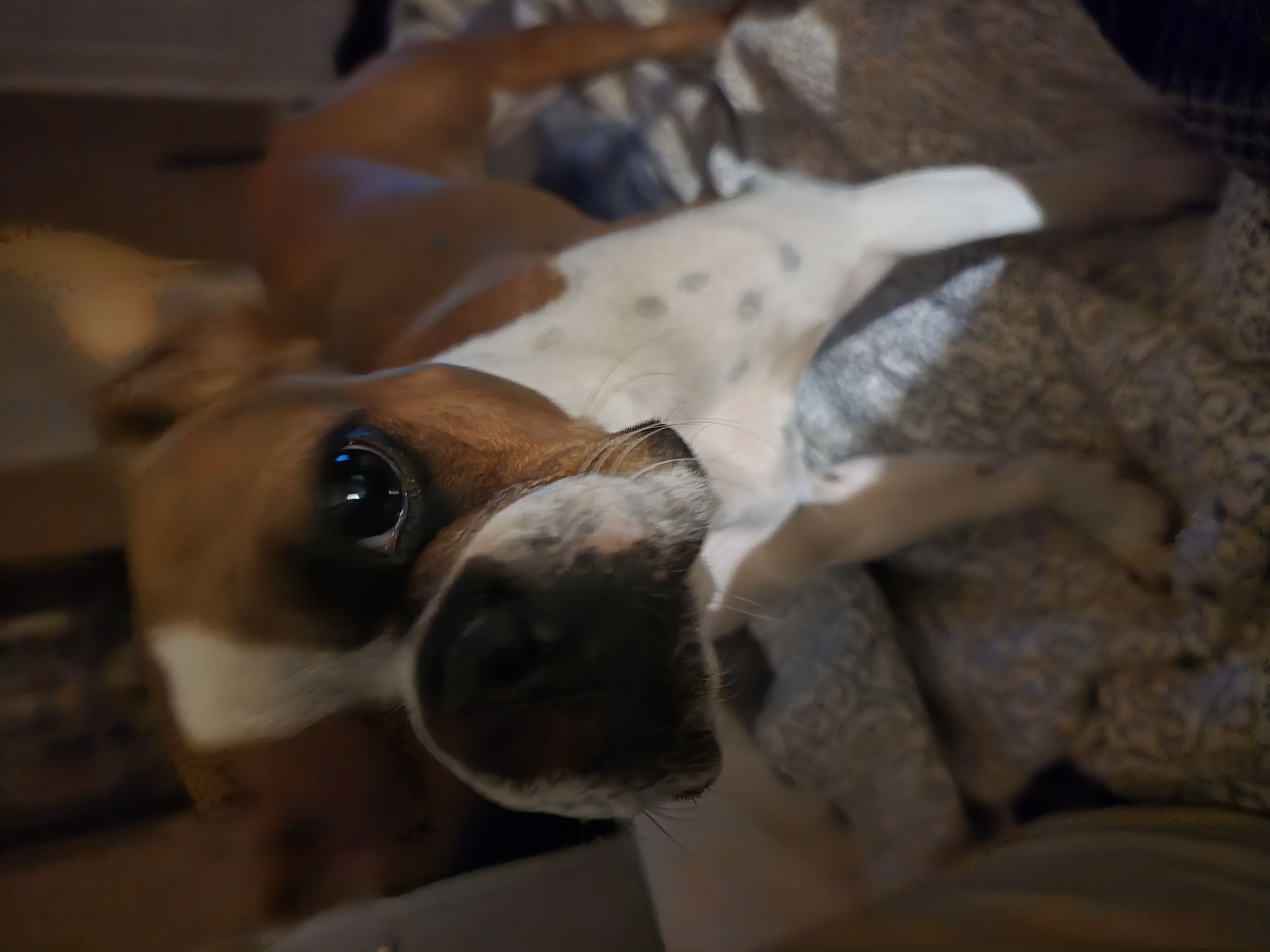 Mia - Boston Terrier
