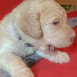 Goldendoodle Puppies from Sunnyside Botanical