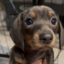 Fancy - Gray (blue) and tan female Dachshund puppy in Skiatook, Oklahoma from Little Weiner Ranch