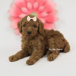 Kizzy - Red  female Poodle puppy in Republic, Missouri from Red Skye Puppies