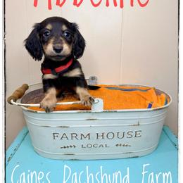 Abbeline - Black and cream female Dachshund puppy in Cincinnati, Ohio from Caines Dachshund Farm