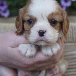 Burke - Blenheim male Cavalier King Charles Spaniel puppy in Lula, Georgia from Cavaliers by Crumley