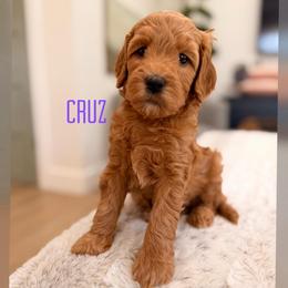 Cruz - Apricot female Goldendoodle puppy in Glendale, Arizona from Follow Your Bliss Doodles