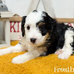 Frostbite - Tri-color male Bernedoodle puppy in Henry, Illinois from Rowe Farms Doodles
