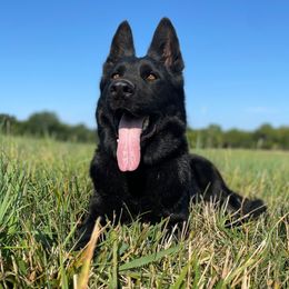 Arsinoe - German Shepherd