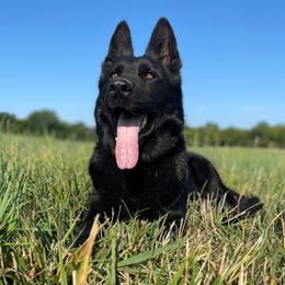 Arsinoe - German Shepherd