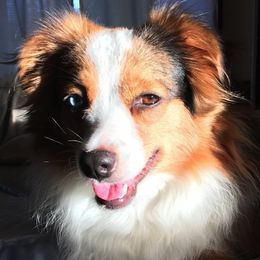 Australian Shepherds from Breeze n Aussies