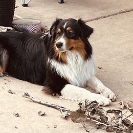 Australian Shepherd All Grown Up from Kade’s Stock Dogs