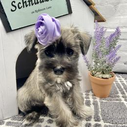 Miniature Schnauzer Puppies from Schnauzers on Robinson Lane