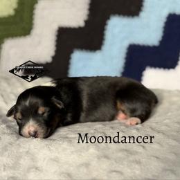 Moondancer - Black tri female Miniature Australian Shepherd puppy in Cody, Wyoming from Quartz Creek Aussies
