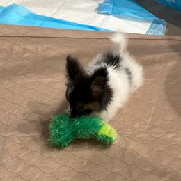 Papillon Puppies from Sapphire Papillons