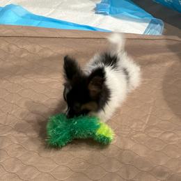 Papillon Puppies from Sapphire Papillons