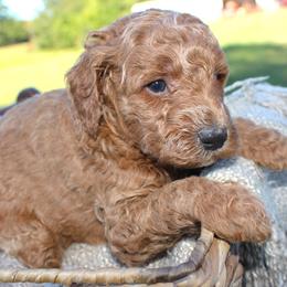 Jimmy- AKC Male Mini Poodle- Stokesdale, NC - Apricot male Poodle puppy in Stokesdale, North Carolina from His and Hers Poodles and Doodles