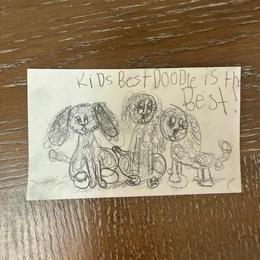Goldendoodle puppies from Kid's Best Doodle