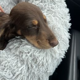 Dachshund Puppies from Little Legs Miniature Dachshunds