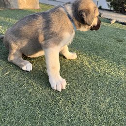 Anatolian Shepherd Dog Puppies from WanderDogs.Co