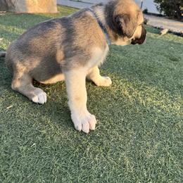 Anatolian Shepherd Dog Puppies from WanderDogs.Co